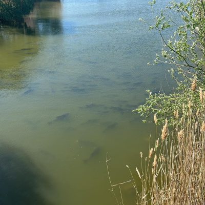 balta-canalul-vechi-medgidia-3